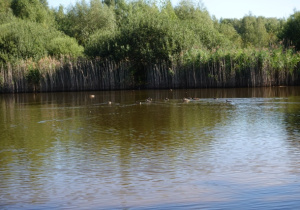 Widok na staw. Uroczysku nie doskwiera susza