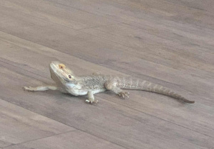 Agama prezentowana uczniom podczas warsztatów.