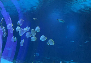 Ryby egzotyczne w strefie oceanicznej w podwodnym tunelu w łódzkim Orientarium.