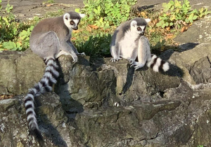 Lemury w Łódzkim Ogrodzie Zoologicznym.