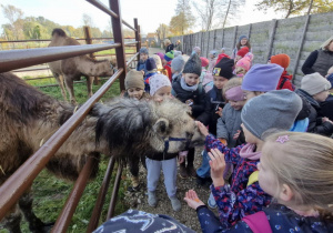 Dzieci głaszczą i karmią wielbłądy.