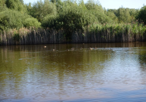 Widok na staw. Uroczysku nie doskwiera susza