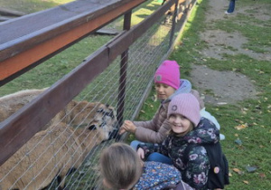 Dzieci karmią brązowe owce.