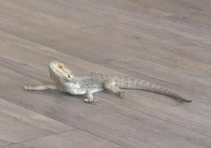 Agama prezentowana uczniom podczas warsztatów.