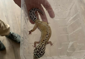 Pracownik prezentuje uczestnikom warsztatów gekona tygrysiego.