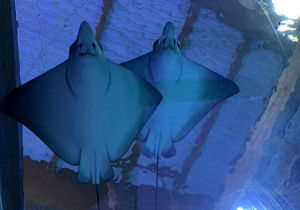 Płaszczki w strefie oceanicznej w podwodnym tunelu w Orientarium.